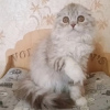 Фото №3. Кошка хайленд-фолд. Россия