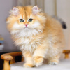 Дополнительные фото: Котята британская золотая шиншилла с родословной WCF