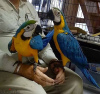 Фото №3. Продается полностью прирученный голубой и золотой ара.  Кувейт