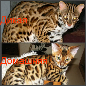 Дополнительные фото: Бенгальские котята Питомник бенгальских, абиссинских кошек  sunnybunny.by