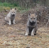 Фото №2 к объявлению №42020 о продаже чехословацкую волчью собаку - купить в Болгарии частное объявление