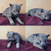 Фото №2 к объявлению №85651 о продаже чехословацкую волчью собаку - купить в Сербии частное объявление
