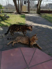 Дополнительные фото: Коты и кошки породы Бенгал