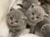 Фото №3. Продаются милые котята шотландской вислоухой породы.. Германия