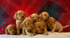 Фото №3. Beautiful Cavapoo Puppies For free adoption.  Германия