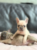 Фото №3. Продаются щенки французского бульдога, проверенные ветеринаром..  Германия
