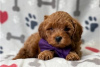 Фото №3. Beautiful Cavapoo Puppies For free adoption.  Германия