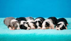 Дополнительные фото: Продаются щенки Австралийской овчарки