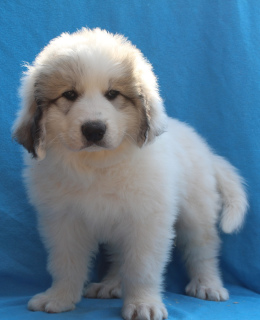 Фото №3. Предлагаются к продаже щенки Пиренейской Горной собаки.  Россия