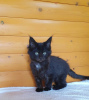 Фото №3. Черный котёнок Мейн-Кун с белым медальоном. Украина