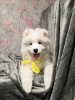 Фото №1. самоедская собака - купить в Москва за договорная. Объявление №8235