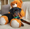 Дополнительные фото: Sprzedam szczenięta Rottweiler gotowe do opuszczenia