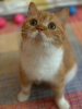 Фото №3. Очаровательные британские короткошерстные котята для вас прямо сейчас. США