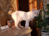 Фото №3. Чистокровный котенок меконгского бобтейла. Украина