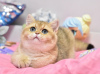 Дополнительные фото: Шикарный британский короткошерстный котенок в окрасе золотая шиншилла ny 11