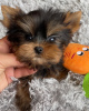 Фото №3. Готов к продаже очаровательный щенок йоркширского терьера.  Германия