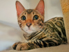 Дополнительные фото: Бенгальская кошка - Бенгальские котята