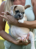 Дополнительные фото: Puppies for sale Very cute French bulldog puppies