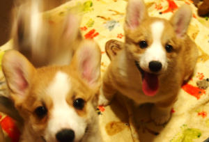 Дополнительные фото: Новогодние, улыбчивые и жизнерадостные щенки Корги Пемброка
