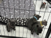 Дополнительные фото: Потрясающие щенки французского бульдога