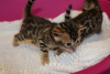 Фото №3. Здоровые бенгальские кошки теперь на усыновлении в Германии. Германия