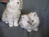 Фото №3. Продаются чистокровные котята персидской породы.. Великобритания