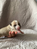 Фото №3. щенки миниатюрного бультерьера.  Россия