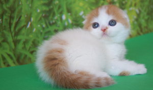 Фото №3. Обворожительный очаровательный котик. Украина