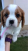 Фото №3. Adorable Cavalier King Charles Puppies for free adoption.  Германия