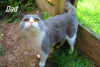 Дополнительные фото: Beautiful Blue and Colourpoint Blue British Shorthair kittens