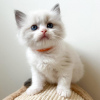 Фото №3. Продаются красивые котята Рэгдолл. США