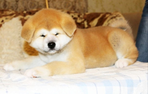 Дополнительные фото: Щенки японской Акита Ину купить собаку щенка КСУ цуценята Акіти щенок хатико