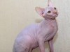 Фото №3. In the Cattery Dimon Style there are wonderful kittens of the Canadian Sphynx.. Германия