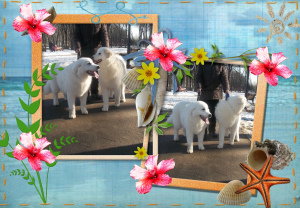 Дополнительные фото: шенки мареммо - абруцкой овчарки