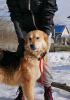 Фото №3. Игривая собака с хвостом-пальмой.  Россия