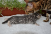 Дополнительные фото: Шикарные бенгальские котики.
