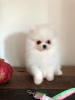 Дополнительные фото: Cute Pomeranian puppies for free adoption