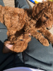 Фото №3. Cute Toy poodle puppies available for free adoption.  Германия