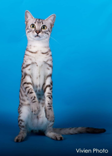 Дополнительные фото: Котята, порода Египетская Мау.