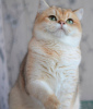 Дополнительные фото: Предлагаем вам котят элитной породы британская золотая шиншилла NY11.
