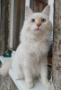 Дополнительные фото: Невский Маскарадный котик с родословной