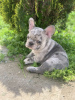 Дополнительные фото: Hello, french bulldog puppies for sale.