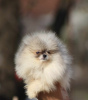 Фото №3. Красивые щенки померанского шпица Бу.  Сербия