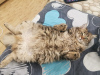 Фото №3. Шикарный кот Марсэль в добрые руки. Россия