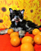 Фото №1. китайская хохлатая собака - купить в Москва за договорная. Объявление №1352