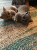 Фото №3. Продаются британские короткошерстные котята, проверенные ветеринаром.. Германия