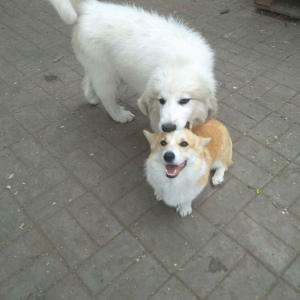 Фото №2 к объявлению №2556 о продаже пиренейскую горную собаку - купить в России из питомника