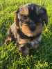 Дополнительные фото: Teacup Yorkshire Terrier Puppy for free adoption