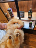 Дополнительные фото: Идеальная собака померанского шпица