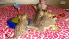 Фото №3. Продается новорожденный кот саванна f1 и кот сервал на усыновление.. США